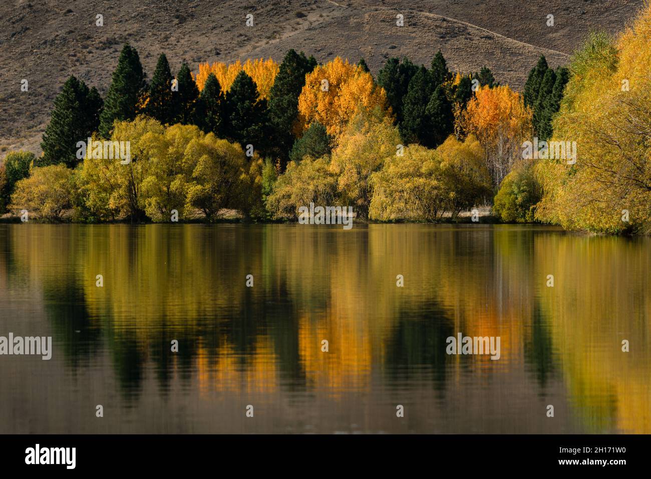 Wunderschöne Herbstbäume spiegeln sich im Wasser, Twizel, South Island. Stockfoto
