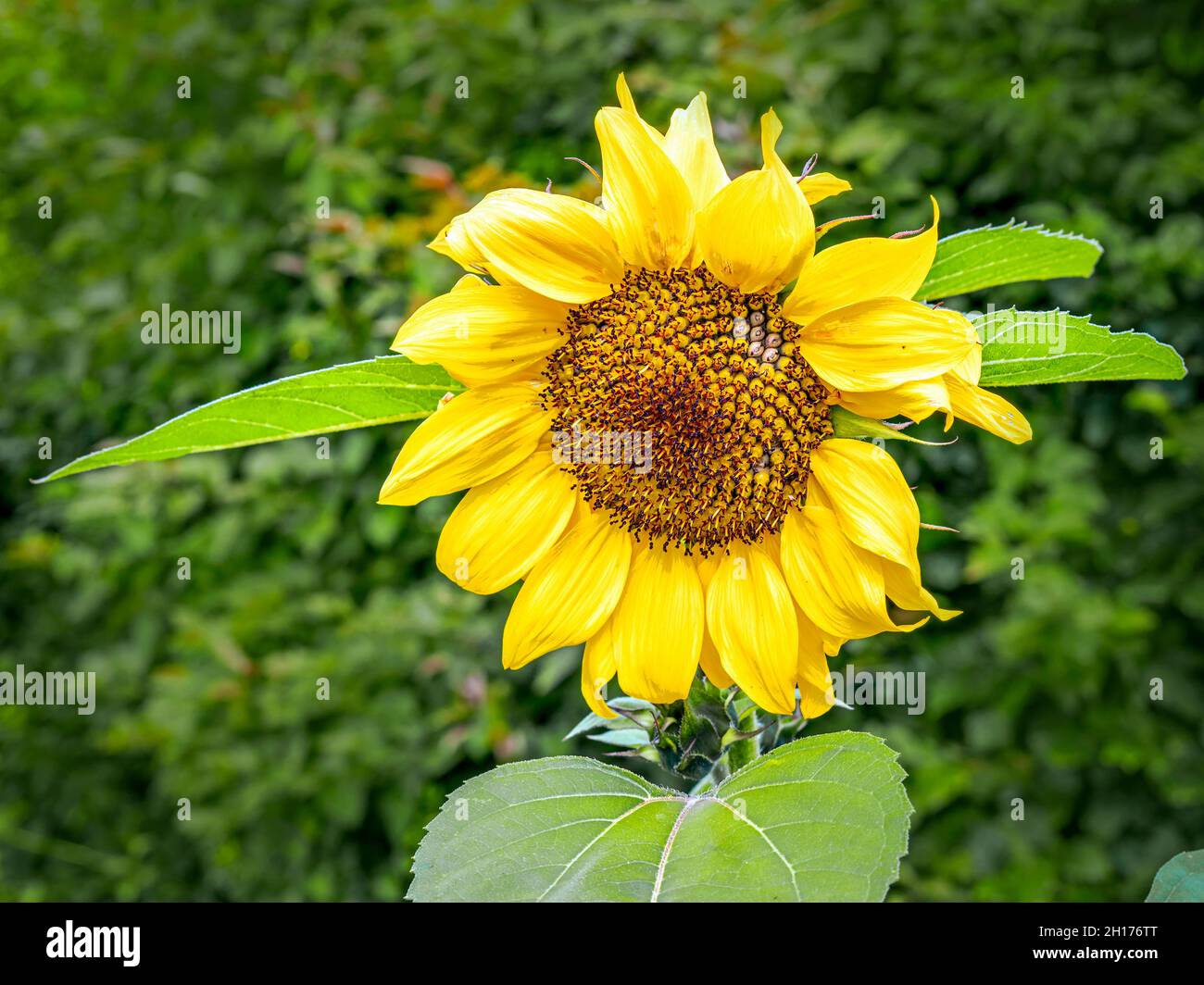 Große hellgelbe Sonnenblume im Sommersonnenlicht Stockfoto