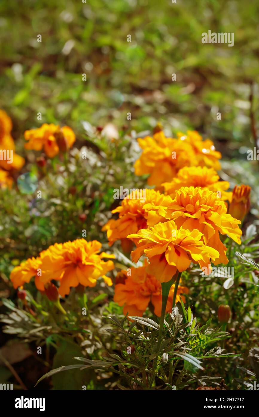 Nahaufnahme der schönen Orange Farbe Ringelblume Blume, Tagetes erecta, mexikanische, Azteken oder afrikanischen Ringelblume im Garten Stockfoto