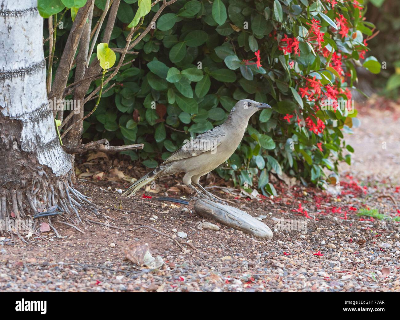 Großer Bogenvögel (Chlamydera nuchalis) vor roten Blüten, der Kimberkey, Western Australia, WA, Australien Stockfoto