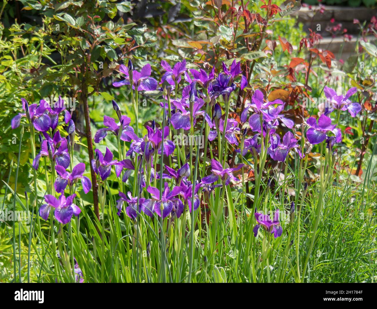 Ein Klumpen lila Iris blüht in einem Garten Stockfoto