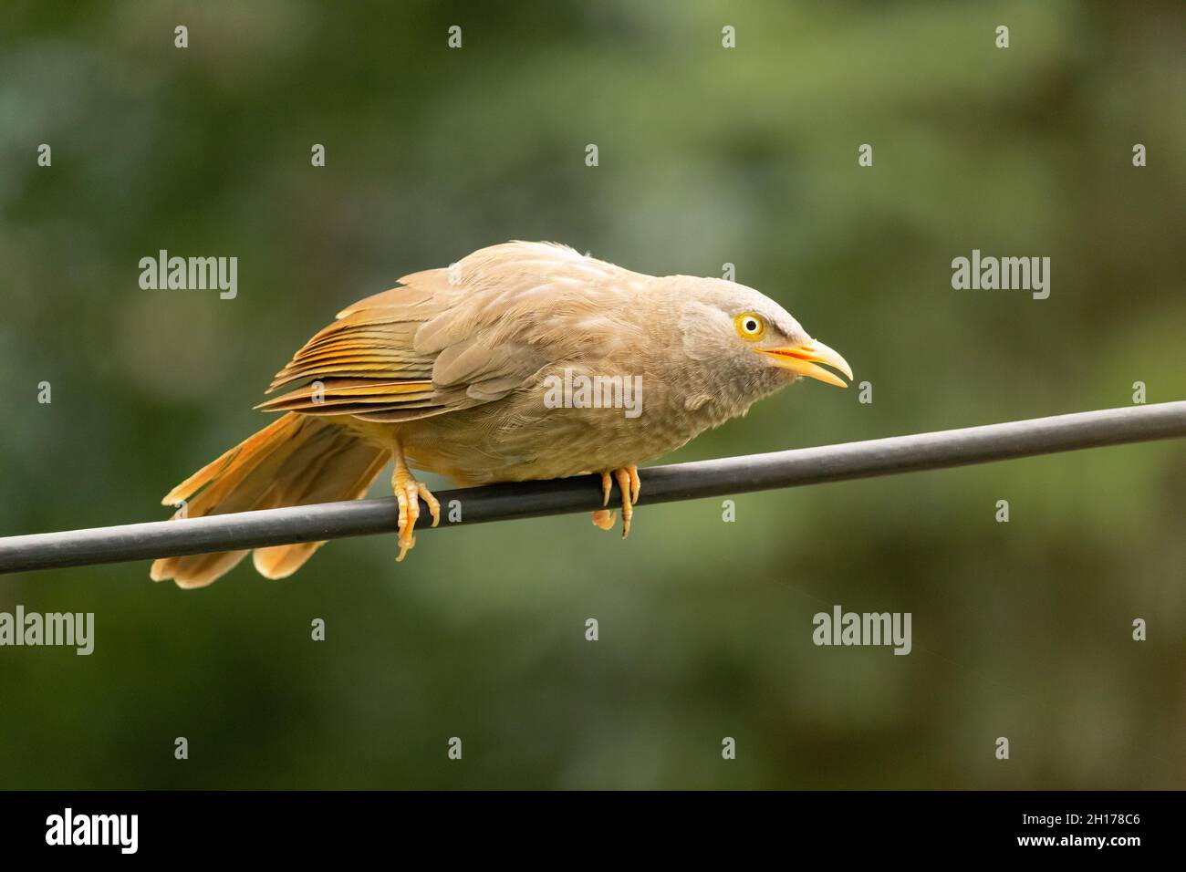 Ein indischer oranger, schnabeler Dschungelbabbler, der auf einem Kabel auf einem grünen, verschwommenen Hintergrund steht Stockfoto