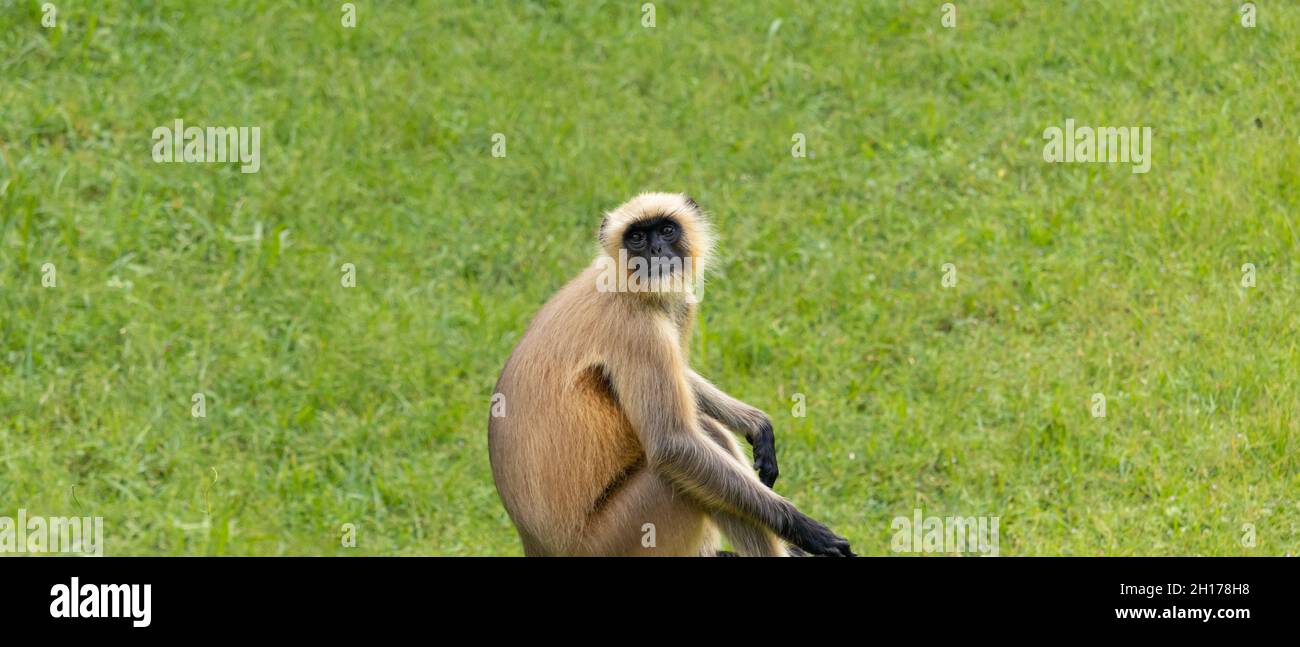Ein indischer Affe, der auf grünem Hintergrund sitzt und die Kamera anschaut Stockfoto