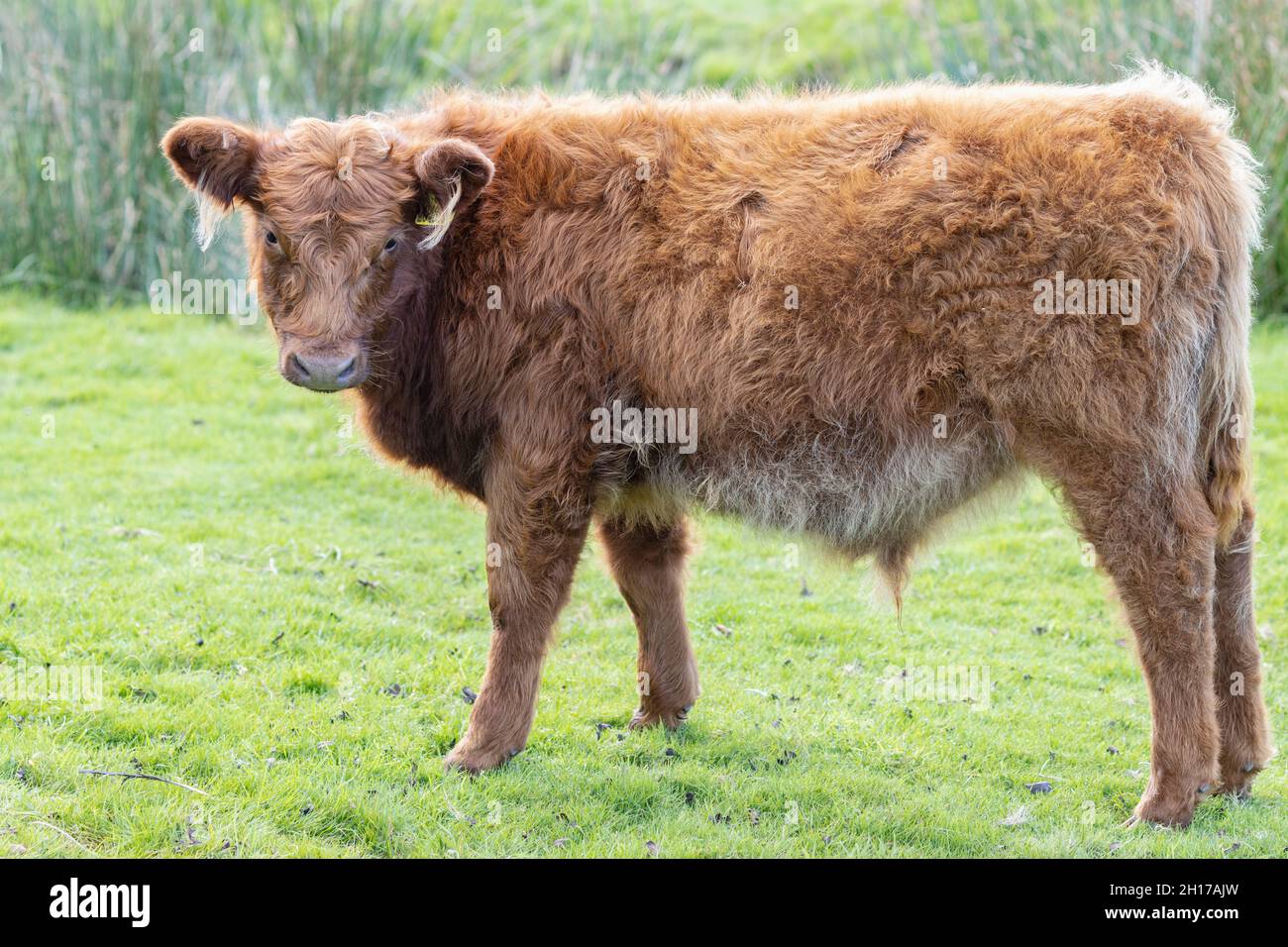 Moorkalb auf Craddock Moor Minions Bodmin Moor Cornwall Stockfoto
