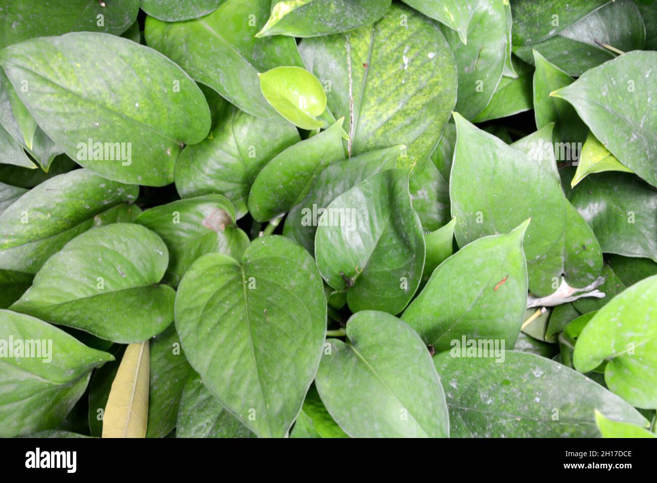 Hochauflösende Fotos von Pflanzen und Blumen im Garten. Stockfoto