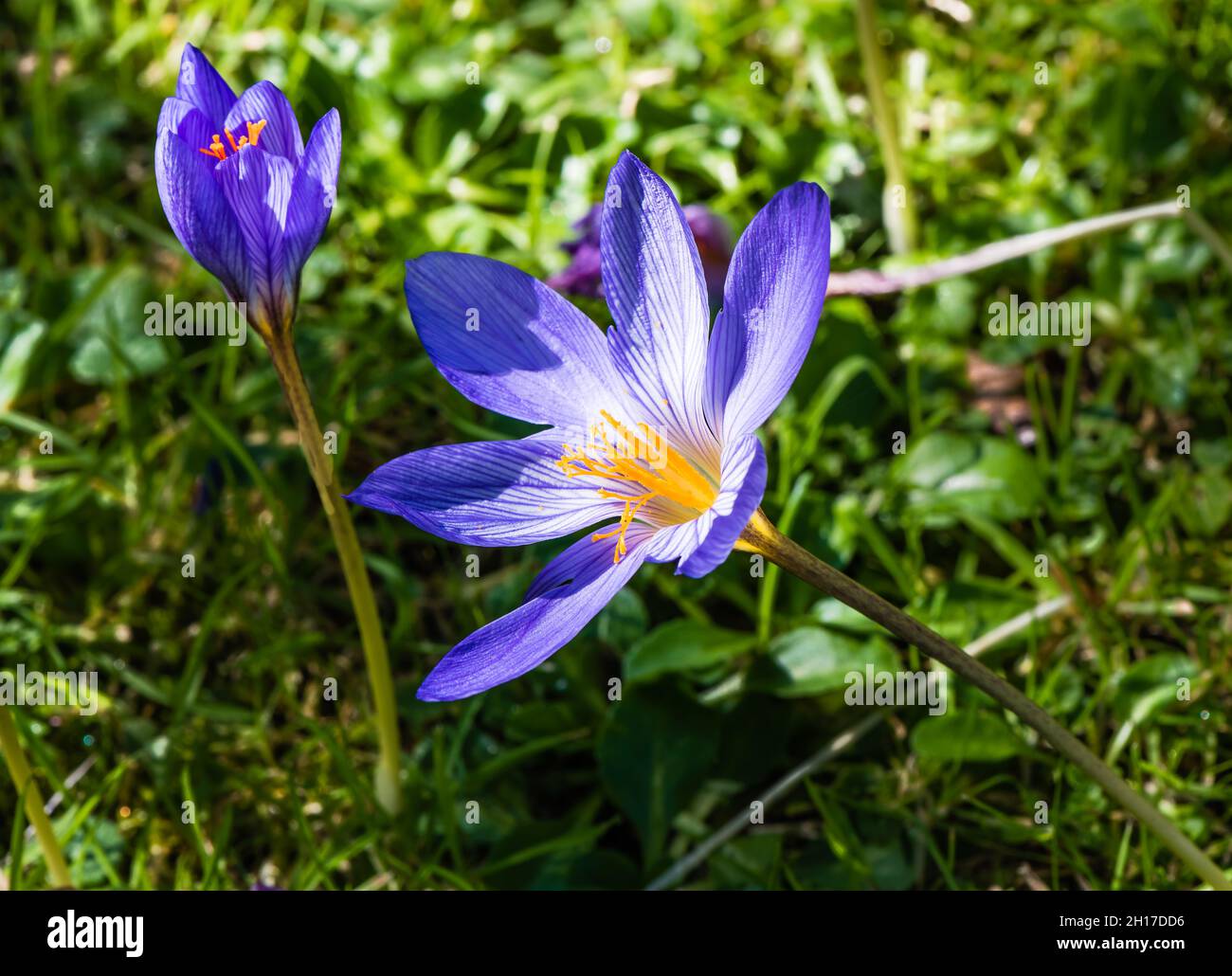 Crocus wächst in einem Country Devon Garden. Stockfoto