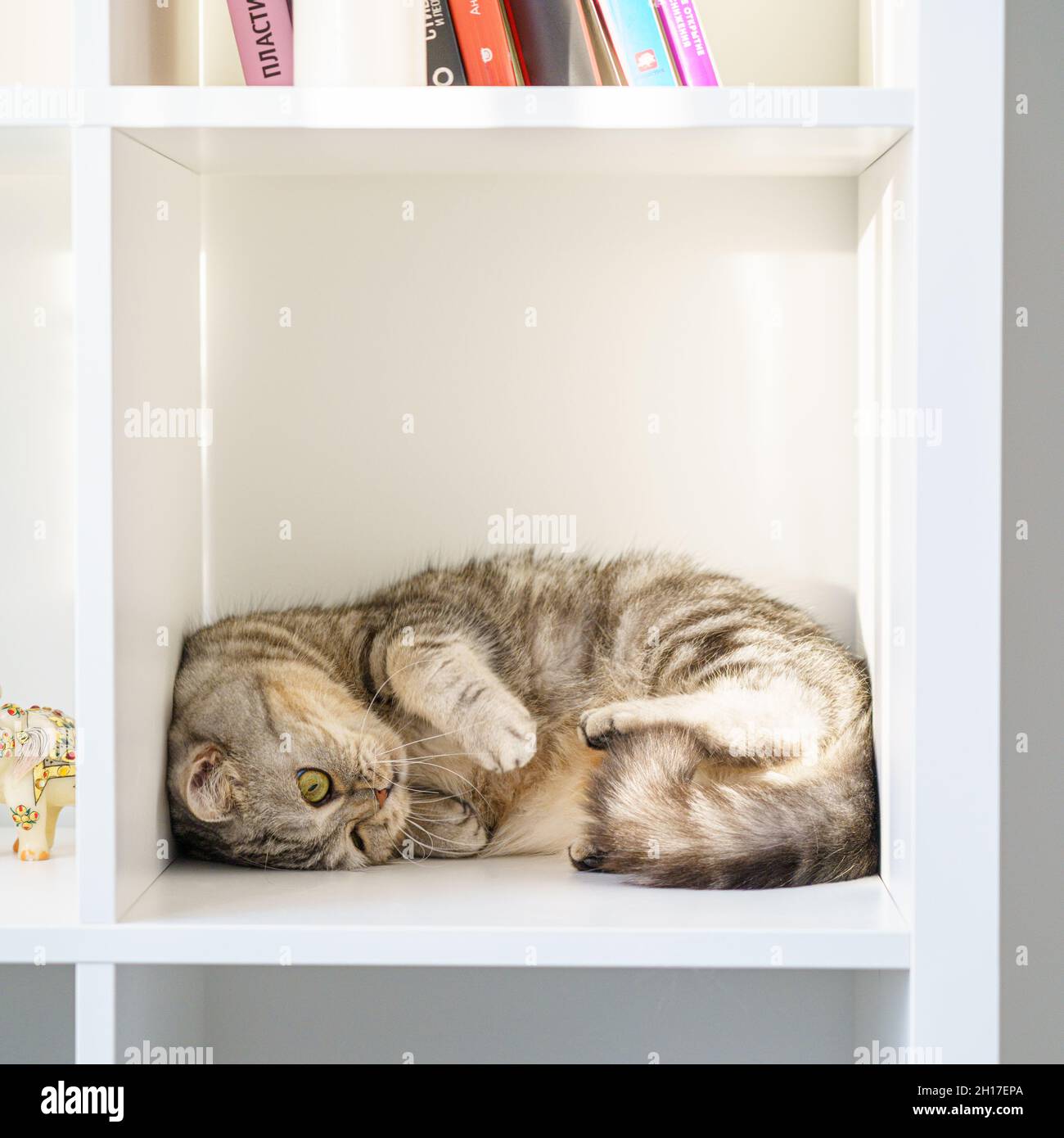 Die schottische geradlinige Katze liegt auf dem Regal, die Katze befindet  sich in einem geschlossenen engen Raum, in einer großen Schachtel oder Box  Stockfotografie - Alamy