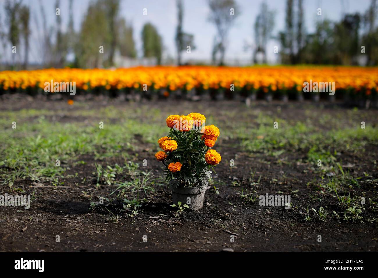 Die Ernte und der Verkauf von Cempasuchil-Blüten in Xochimilco beginnt diese Woche vor den Feierlichkeiten zum Tag der Toten in Mexiko. Stockfoto