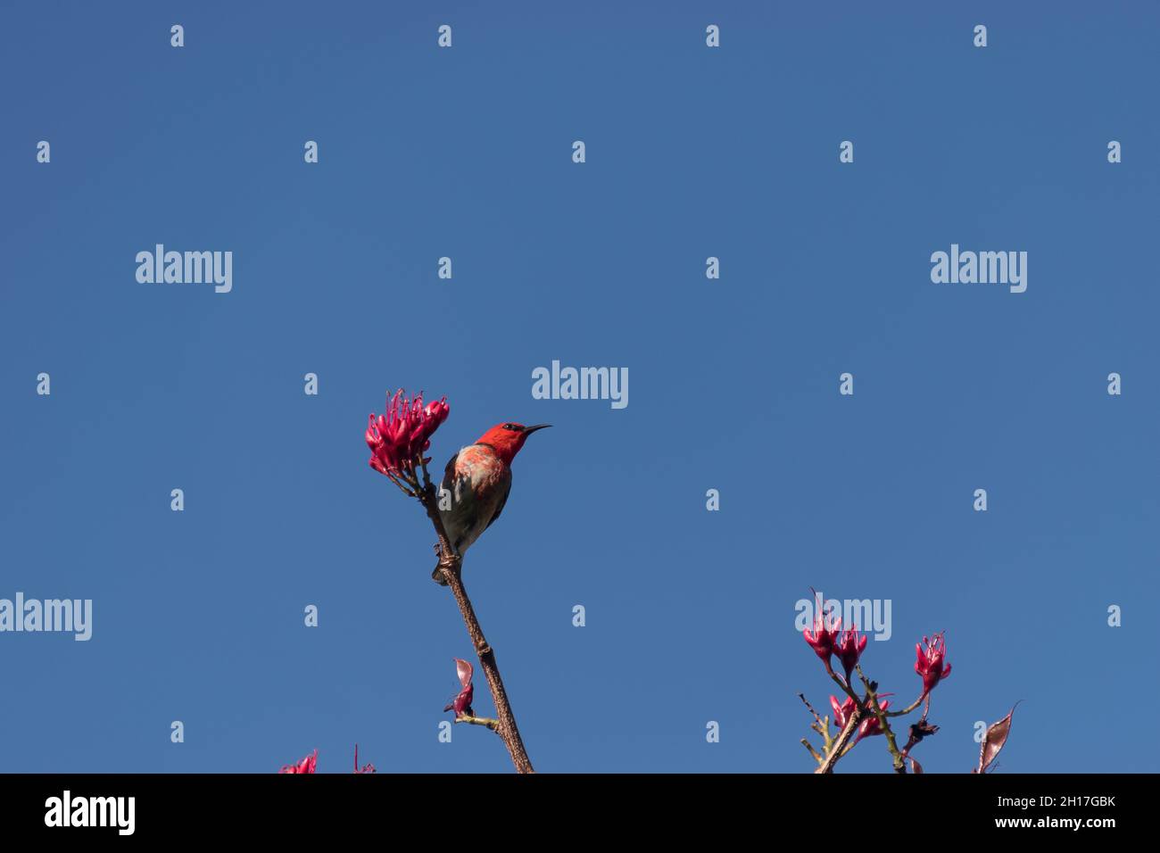 Männliche scharlachrote Honeyeater, Myzomela sanguinolenta, die sich von Nektar aus roten, betrunkenen Papageienbaumblüten ernährt. Blauer Himmel, Kopierbereich. Queensland, Australien. Stockfoto
