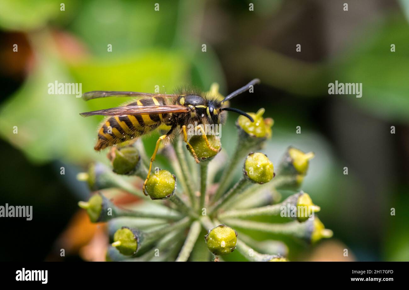 Gewöhnliche Wespe, die von einer Efeublume ernährt wird. Stockfoto