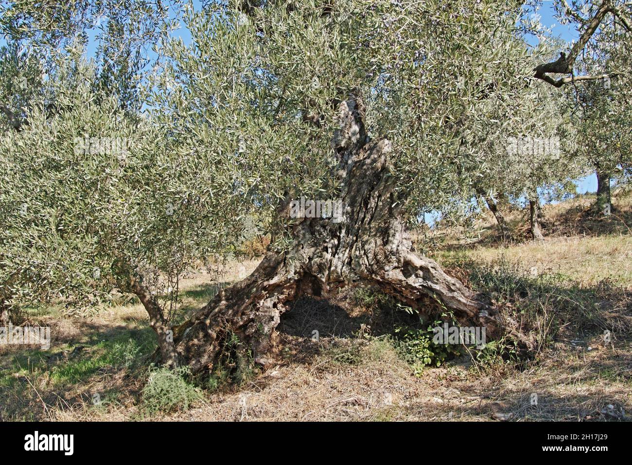 Stamm eines hundertjährigen Olivenbaums, der von der Zeit und den Elementen gezeichnet wurde; Olea europaea, Oleaceae Stockfoto