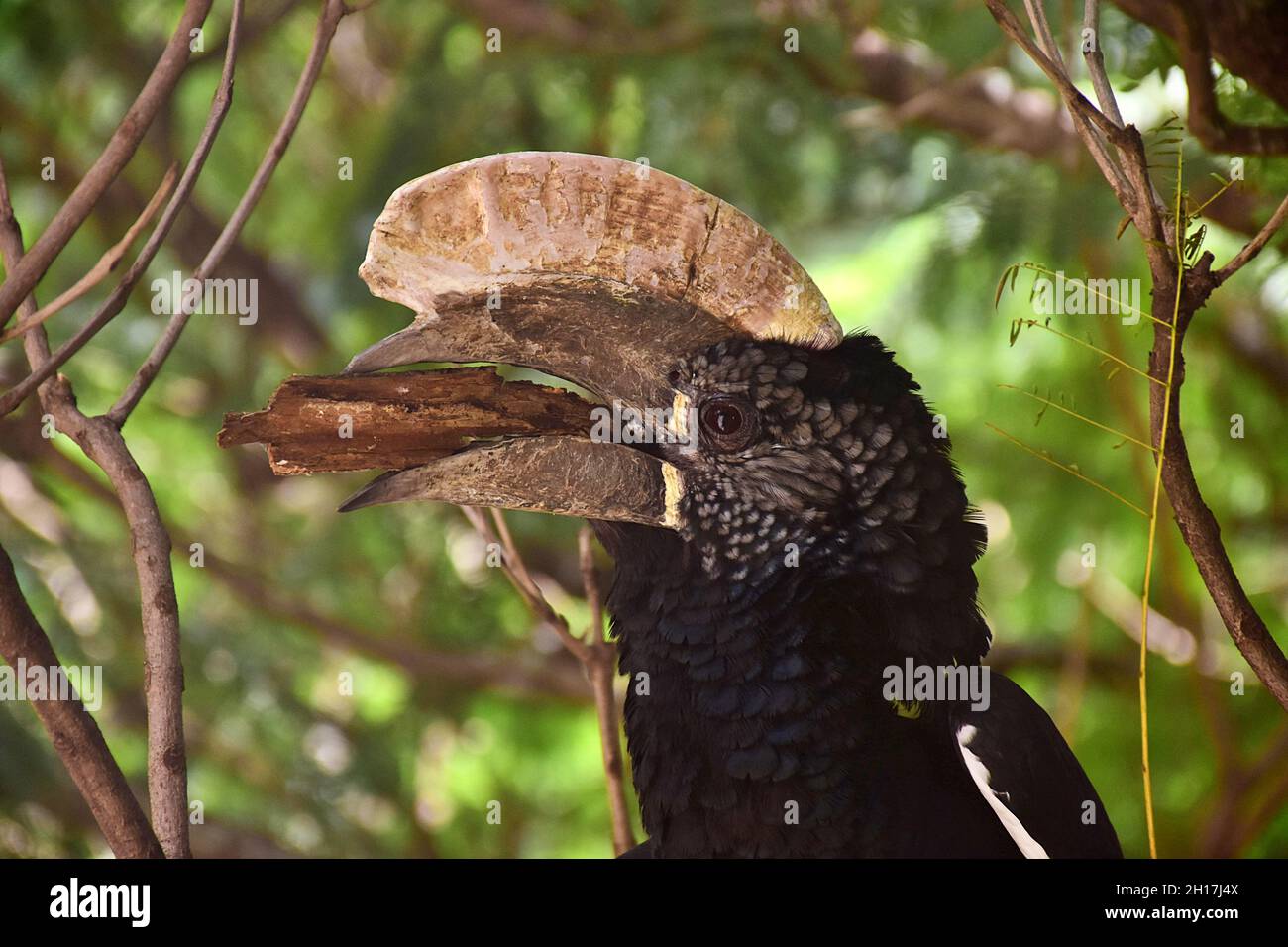 Schwarz-weiß-kastanierter Hornschnabel-Vogel in der Hauptstadt Nairobi - Kenia Stockfoto