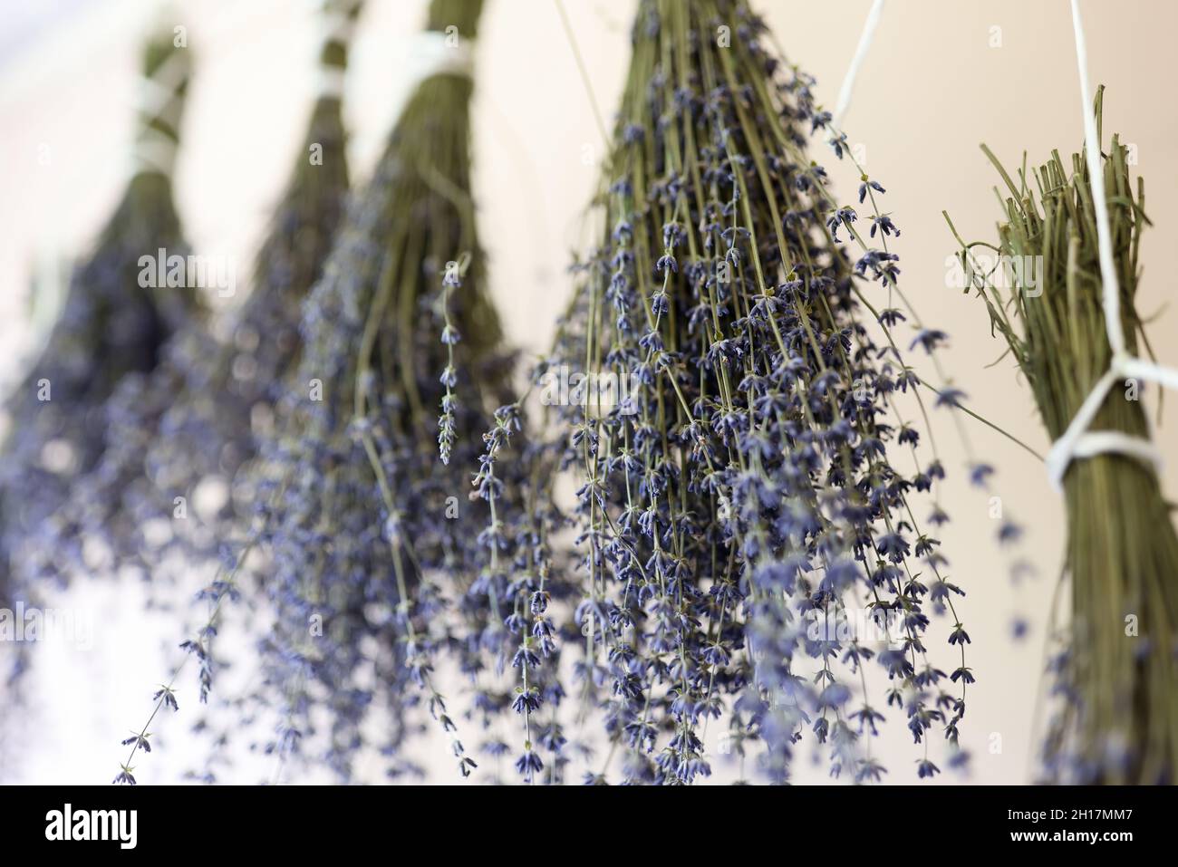 Mehrere Lavendelsträuße. Anweisungen für Floristen zur Herstellung von Bouquet von trockenem Lavendel Stockfoto