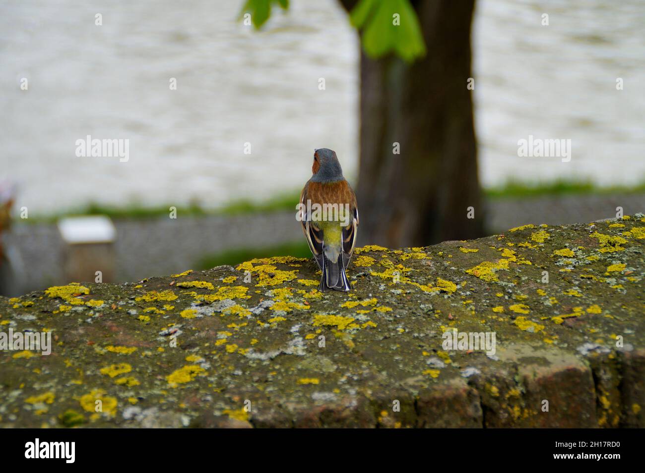 Ein schöner Fink auf der Stadtmauer der deutschen Stadt Ulm (Deutschland) Stockfoto