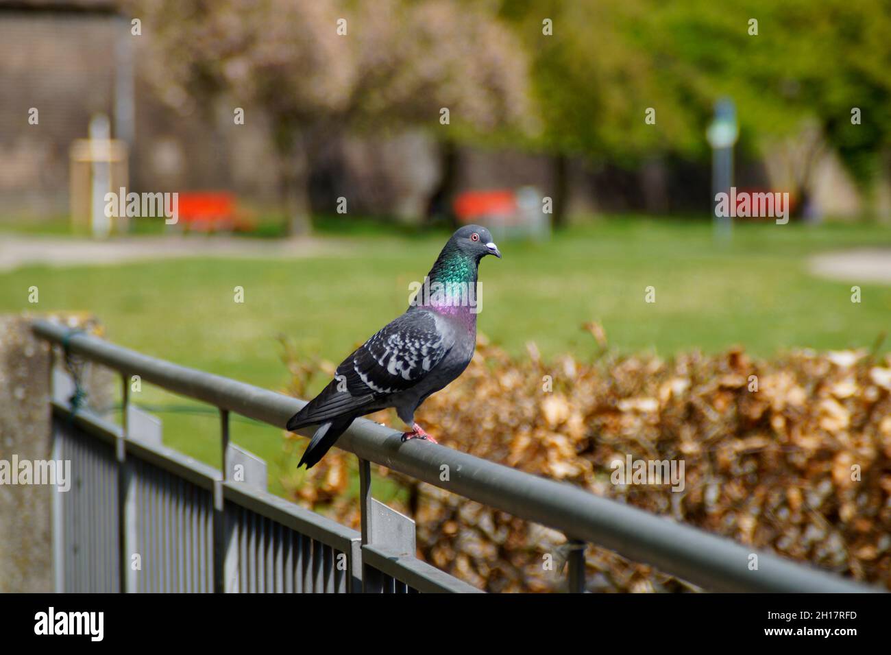 Eine wunderschöne Taube, die auf einem Handlauf in der deutschen Stadt Ulm sitzt Stockfoto