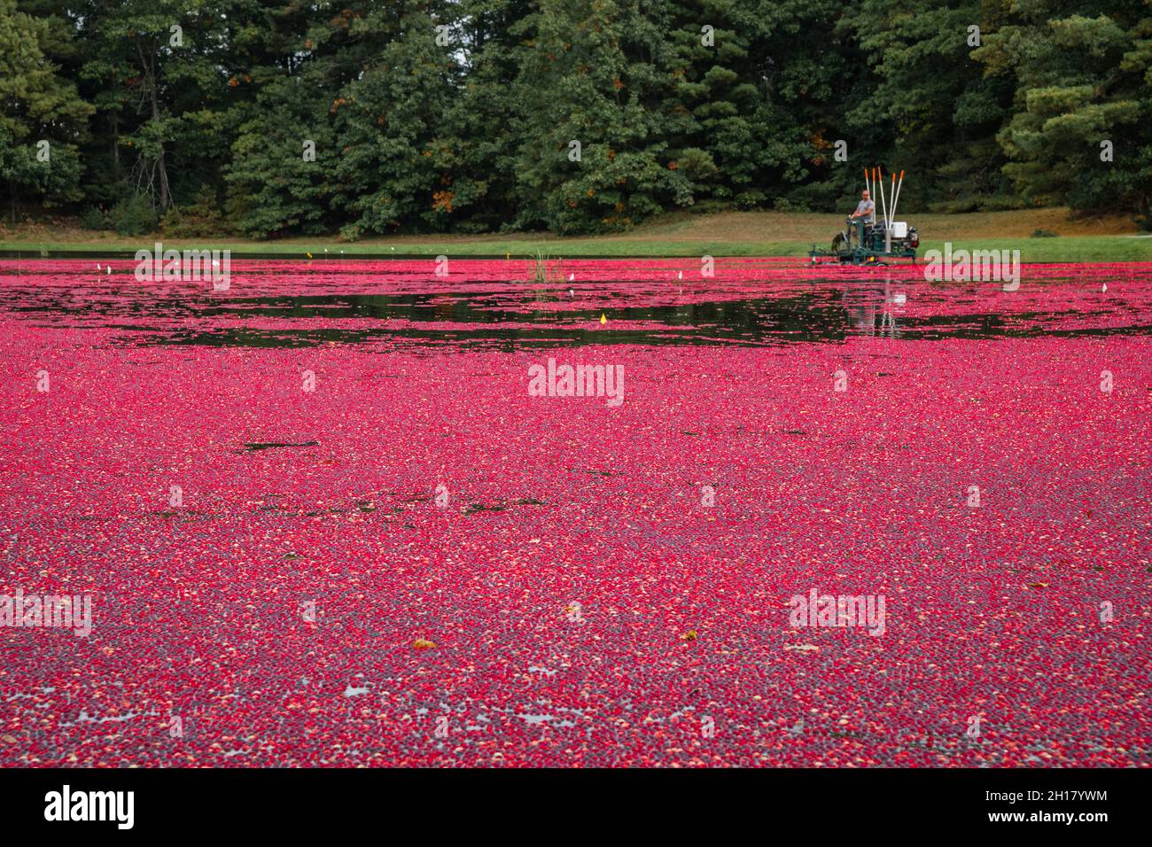 Foxborough, MA, USA, 16. Oktober 2021: Arbeiter sammeln leuchtend rote Preiselbeeren im überfluteten Moor während der jährlichen Herbsternte. Stockfoto