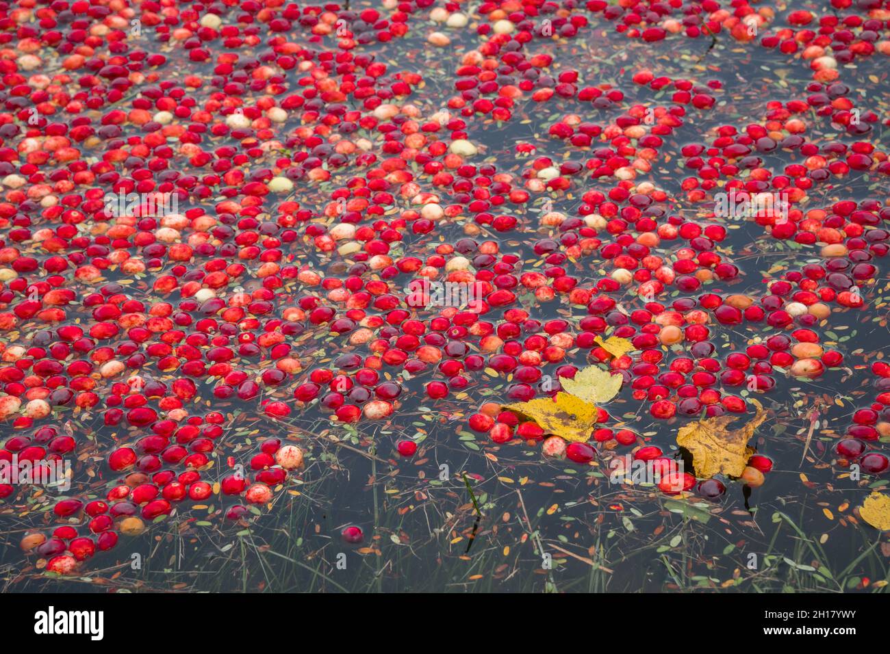 Leuchtend rote Preiselbeeren im überfluteten Moor während der jährlichen Herbsternte. Stockfoto