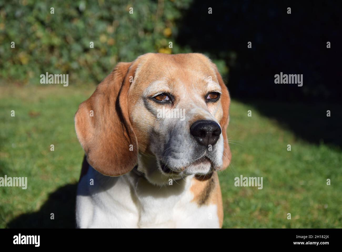 Dog Portrait Stockfoto