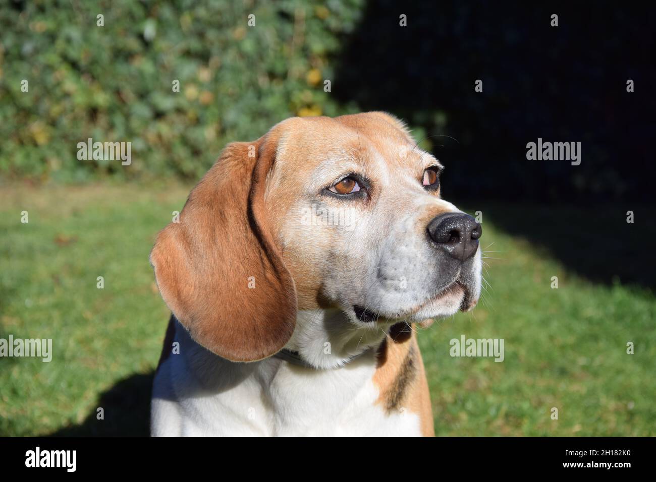 Beagle-Portrait Stockfoto