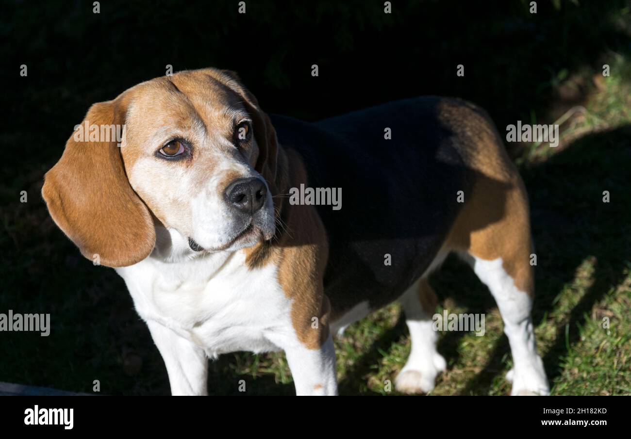 Beagle Dog Foto Stockfoto