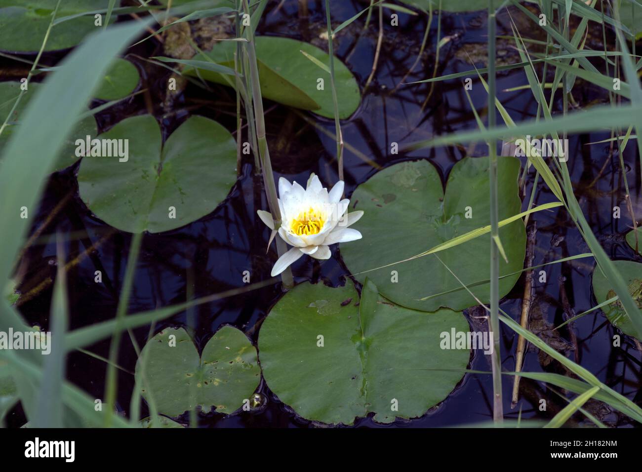 White Marsh Marigold Stockfoto