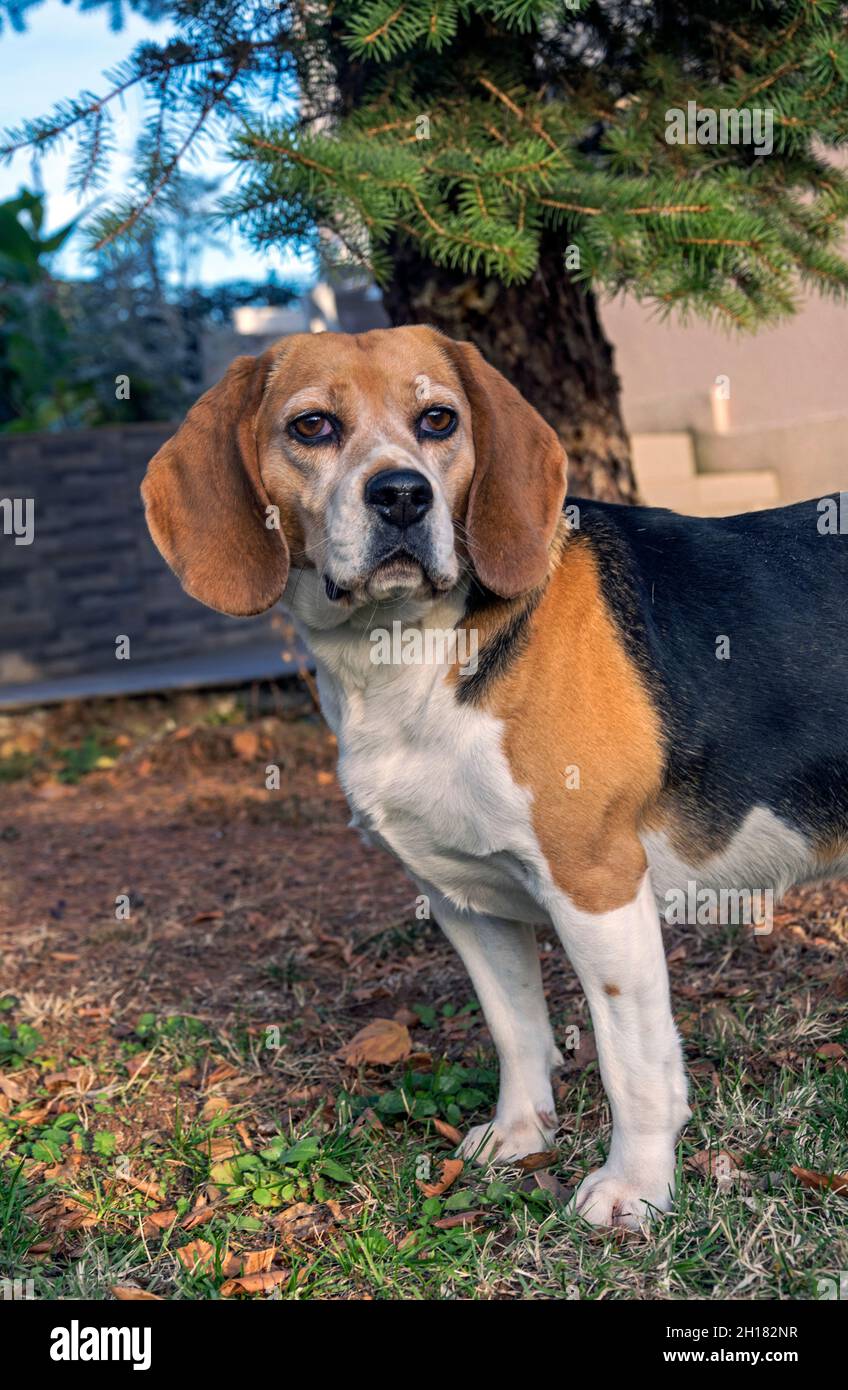 Bild Hund Stockfoto