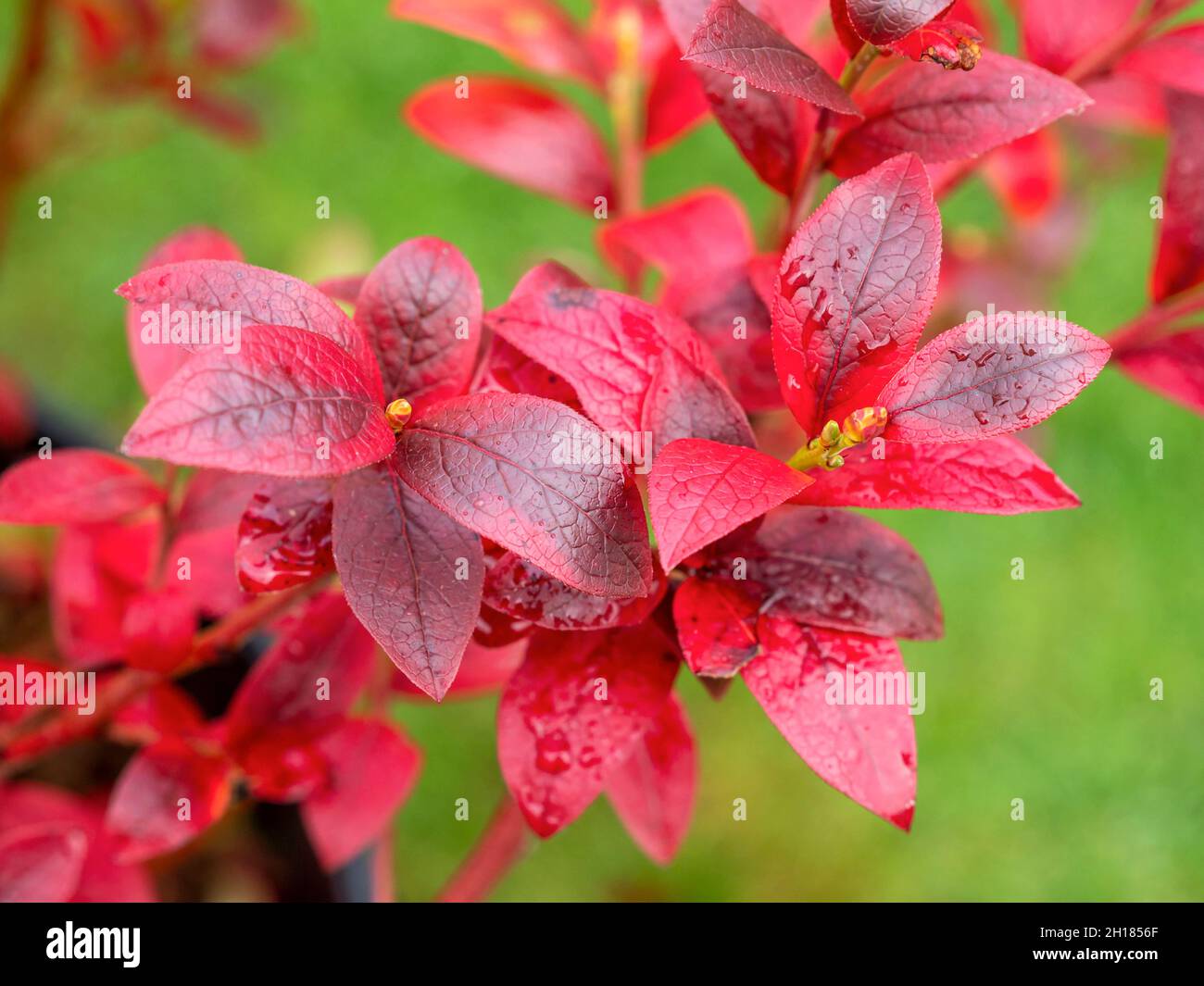 Schöne rote Herbstblätter auf einem Heidelbeer Aino Busch Stockfoto