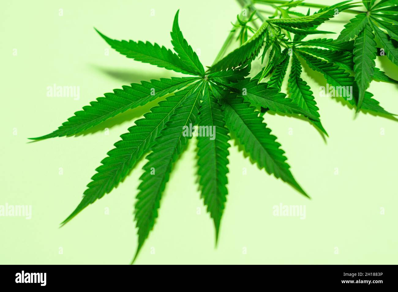 Blätter und Stamm aus medizinischem Marihuana oder Hanfpflanze isoliert auf minimalem hellgrünem Hintergrund Stockfoto