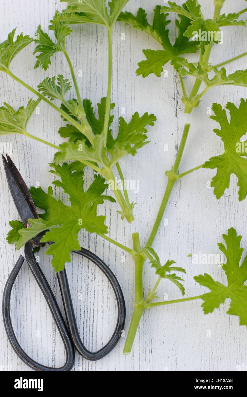 Pelargonium-Stecklinge. Stockfoto