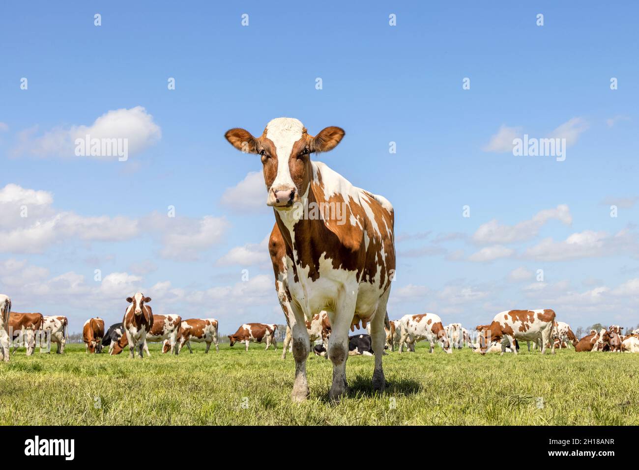 Kuh nähert sich, geht auf einer Weide unter einem blauen Himmel und eine Herde Kühe als Hintergrund und ein weit entfernter gerader Horizont Stockfoto