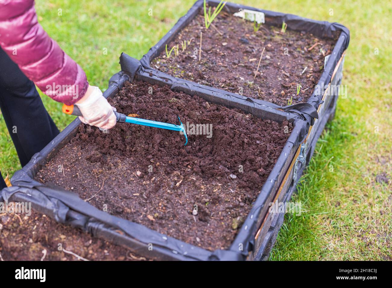 Nahaufnahme des Menschen lockern Sie den Boden mit einem Rechen im Gartenbett im Palettenkragen. Schweden. Stockfoto