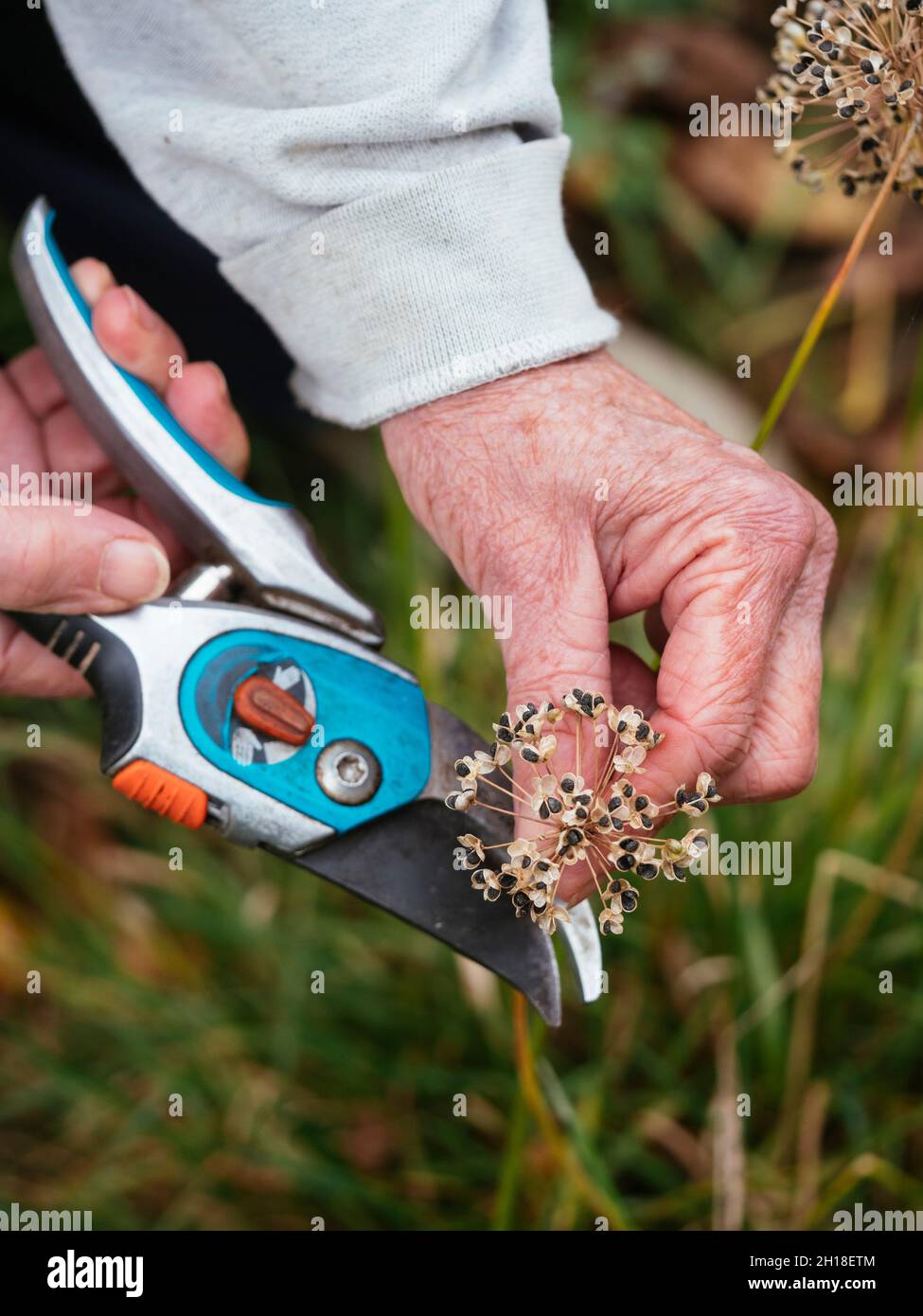 Gärtner sammelt Knoblauchlauch (Allium tuberosum) Samen. Stockfoto