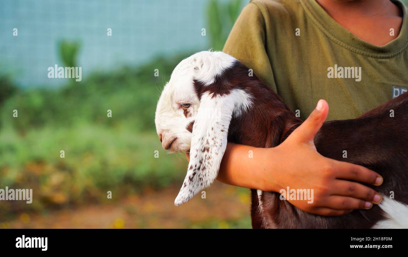 Kleiner indischer Junge, der die kleine Ziege mit Zuneigung und lächelndem Gesicht hält. Stockfoto