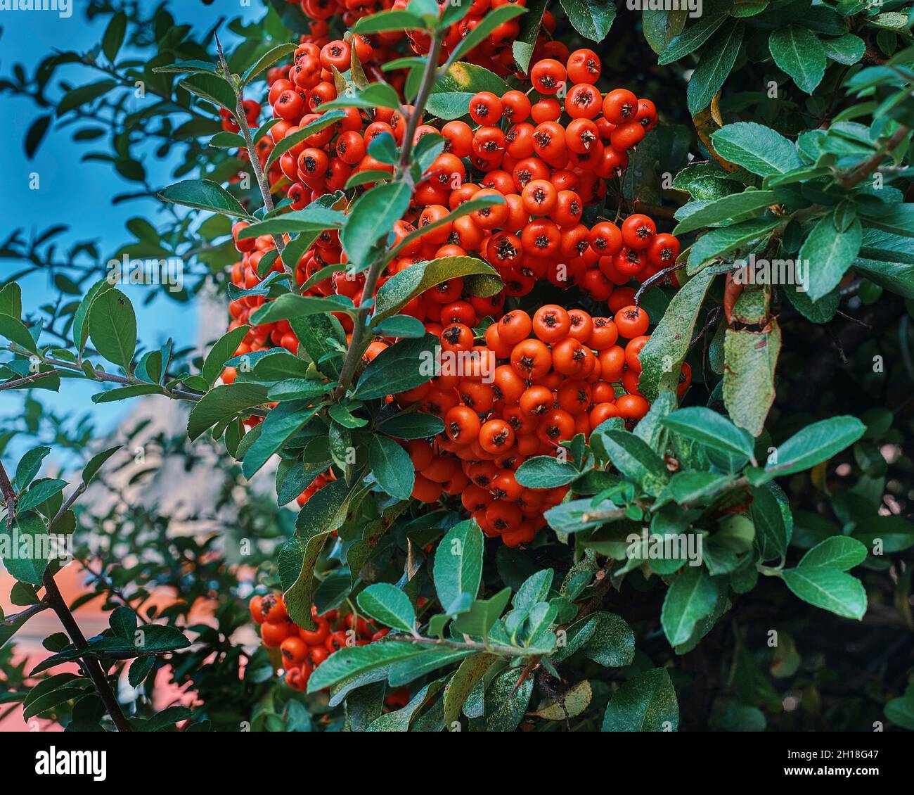 Pflanzen Nahaufnahme Aufgenommen Im Herbst. Ruscus Aculeatus Pungitopo Stockfoto