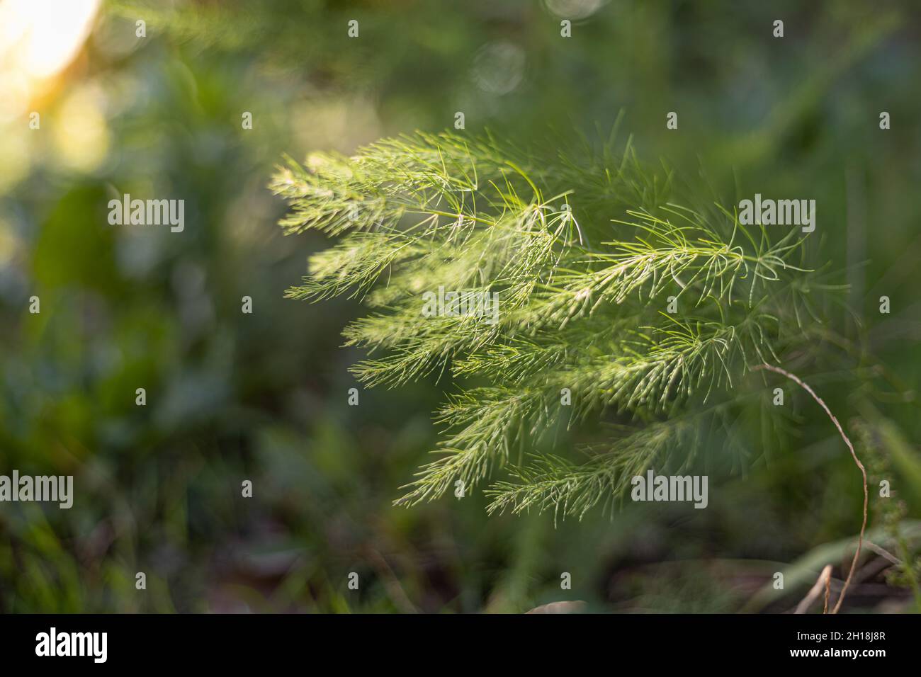 Nahaufnahme von grünen Spargelblättern im Garten. Hintergrund Stockfoto