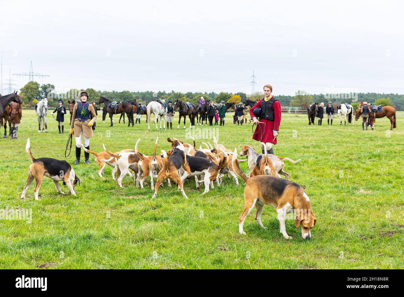 Wedemark, Deutschland. Oktober 2021. Hunde des niedersächsischen Rudes  (English Foxhound) kämpfen um die Curée, die sie nach Beendigung der Jagd  als Belohnung erhalten. Da bei dieser Jagd kein Wild geschossen wird,  besteht