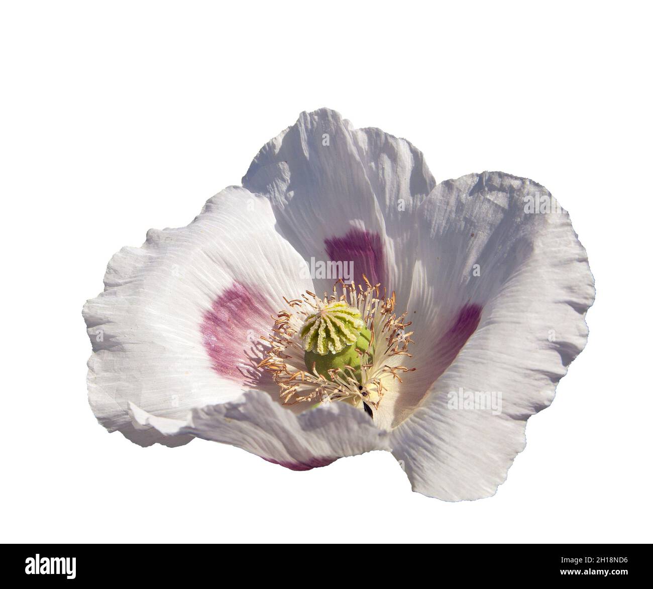 Detail des blühenden Mohns oder Opiummohn im lateinischen papaver somniferum, Mohnblume isoliert auf dem weißen Hintergrund, weißer Mohnmohn wird in C angebaut Stockfoto