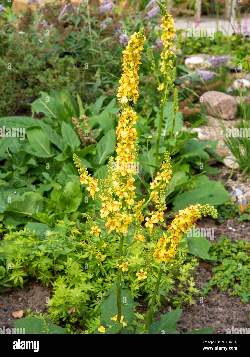 Schwarze Königskerze oder dunkle Königskerze, Verbascum nigrum, Wildpflanze mit gelben Blüten, die im Garten wächst, Niederlande Stockfoto