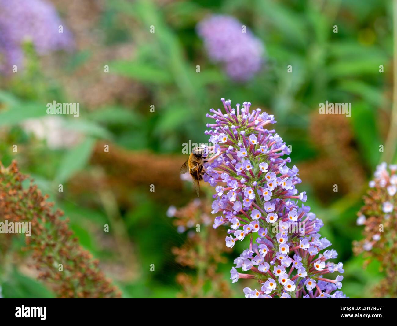 Gewöhnliche Drohnenfliege, Eristalis tenax, auf Buddleia davidii 'pink delight' im Garten, Niederlande Stockfoto