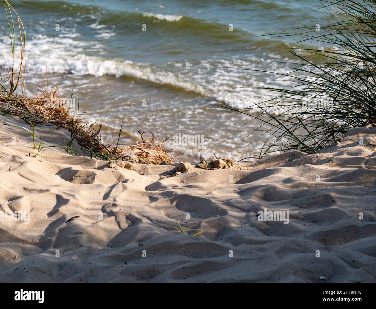 Sanddünen mit Marrammgras oder Strandgras, Ammophila arenaria, an der Waddenseeküste der westfriesischen Insel Vlieland, Niederlande Stockfoto