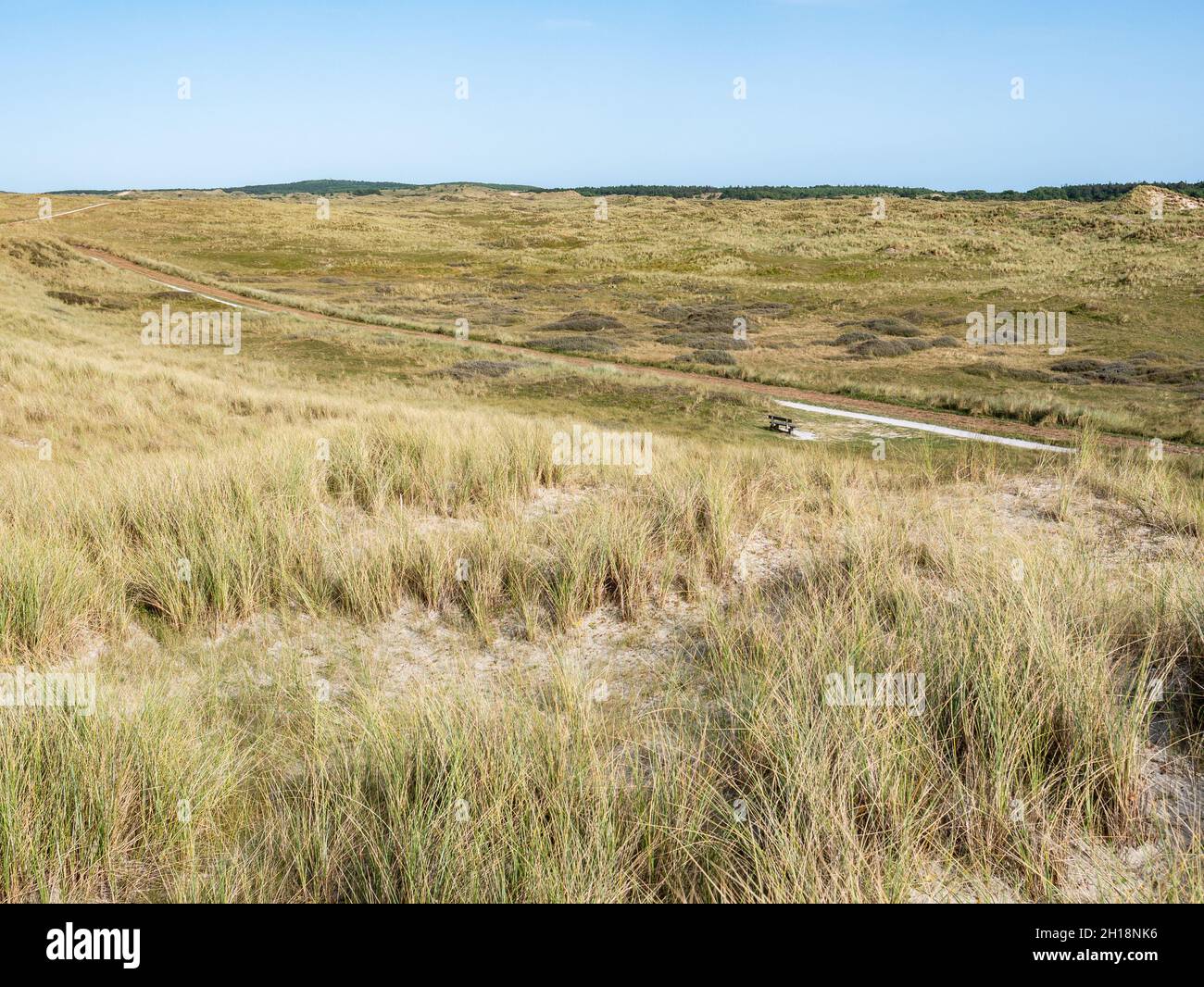 Fahrradweg und Marrammgras in den Dünen der westfriesischen Insel Vlieland, Friesland, Niederlande Stockfoto
