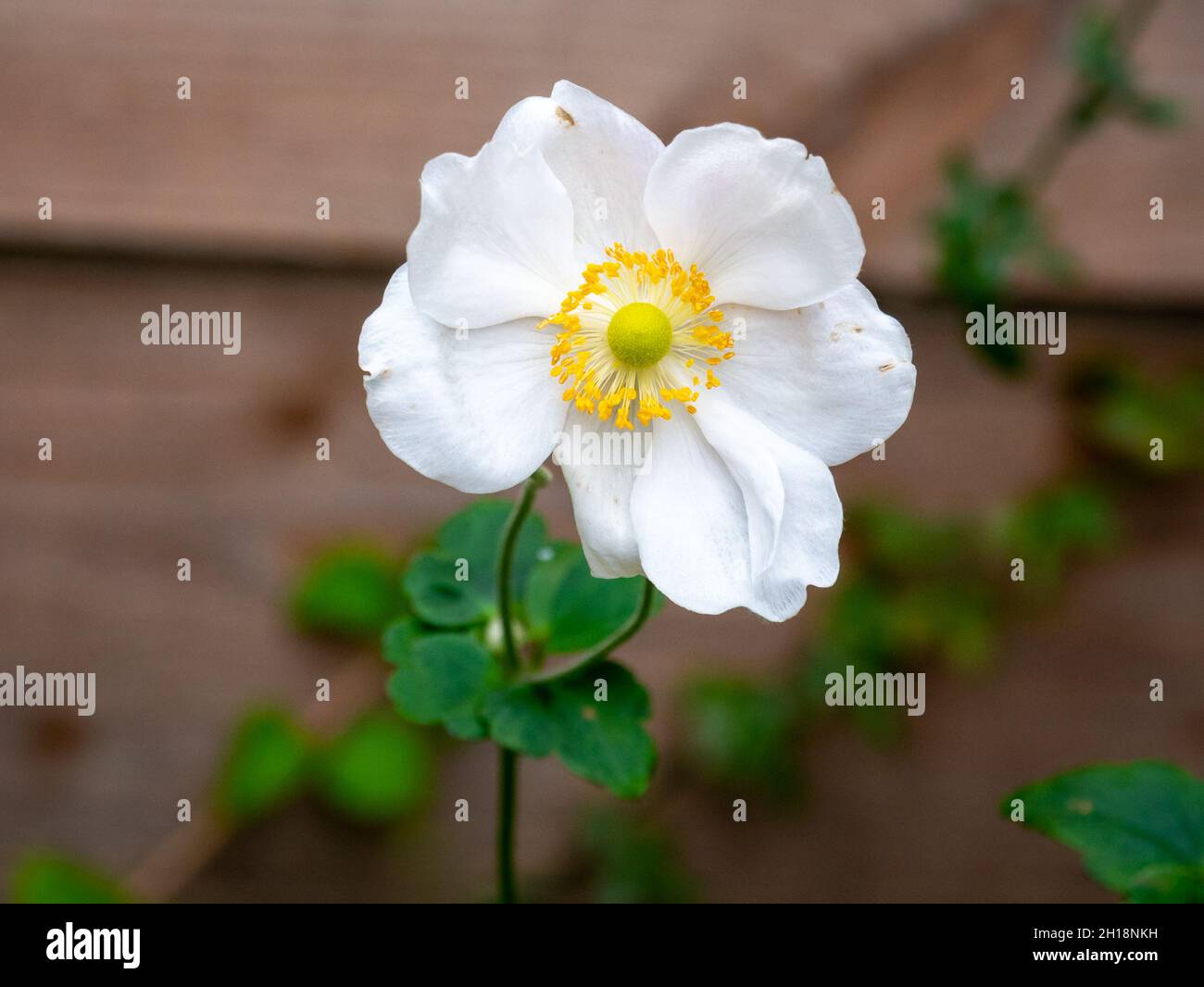Japanische Anemone, Anemone 'Honorine Jobert', weiße Blüten mit gelbem Herzen im Herbst, Niederlande Stockfoto