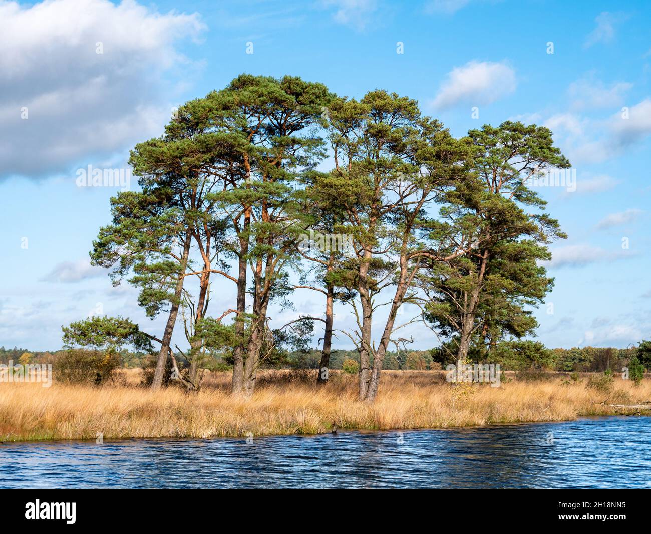 Kiefern, Pinus sylvestris, Moorgras und Wasserbecken im Torfmoor des Nationalparks Dwingelderveld, Drenthe, Niederlande Stockfoto