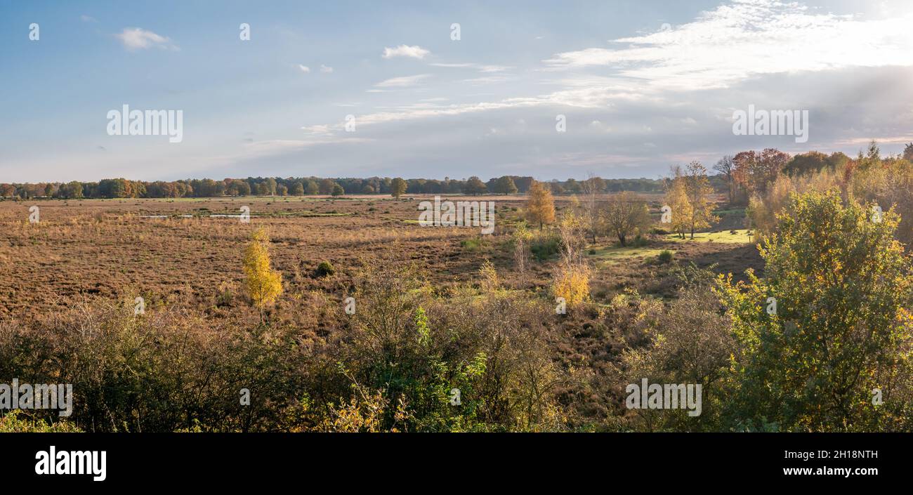 Panorama von Heide, Moor im Naturschutzgebiet Takkenhoogte, Zuidwolde, Drenthe, Niederlande Stockfoto