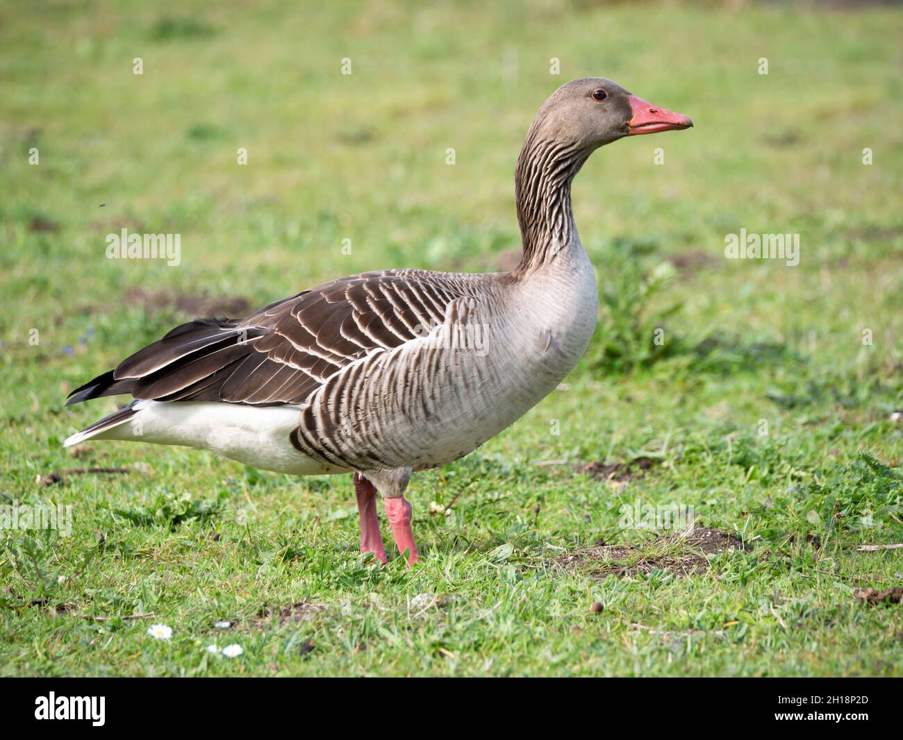 Graugans, Anser anser, Seitenansicht der im Gras stehenden Gans, Niederlande Stockfoto