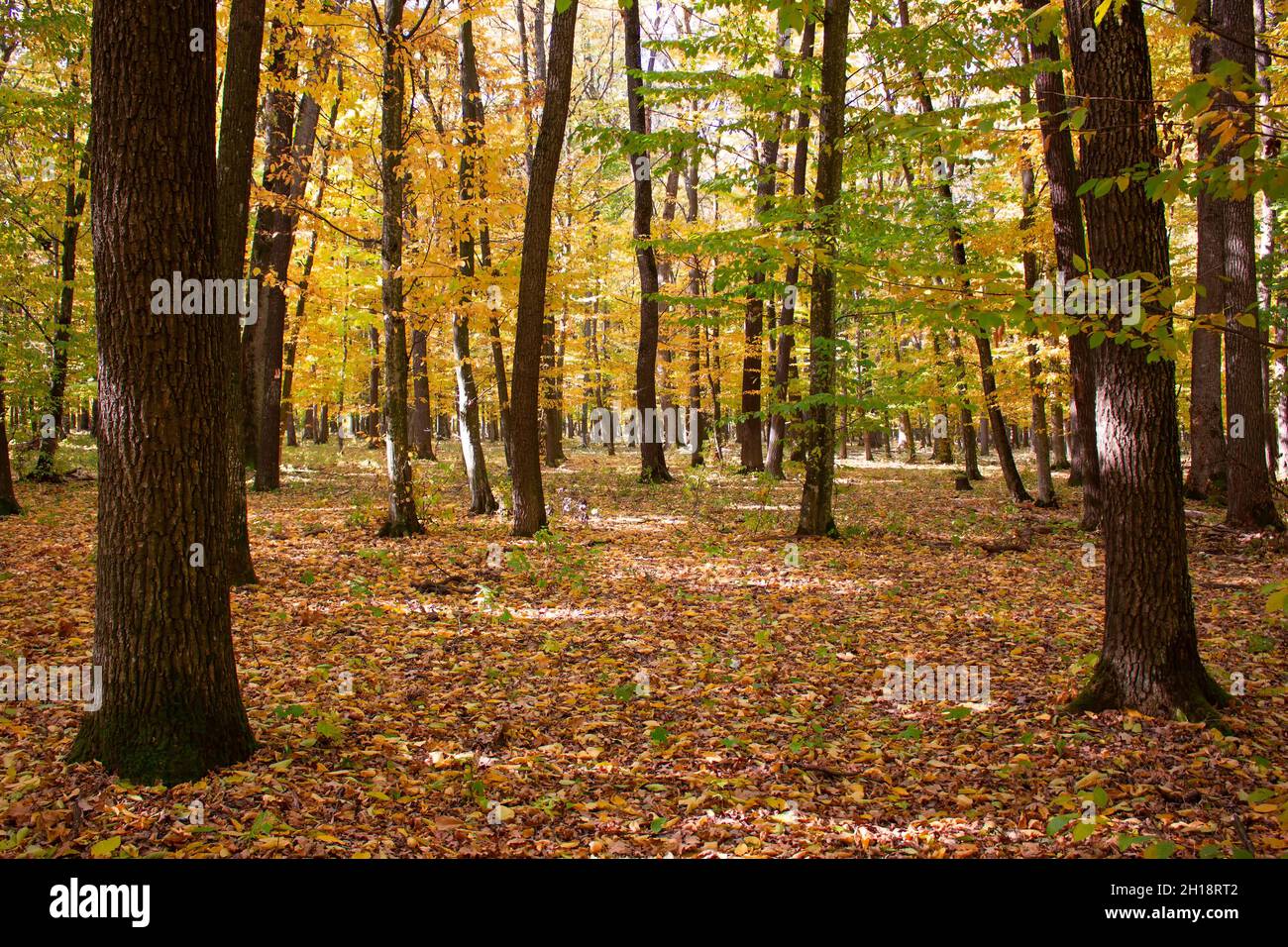 Herbstwald und gelbe Blätter mit Bäumen übersät Stockfoto