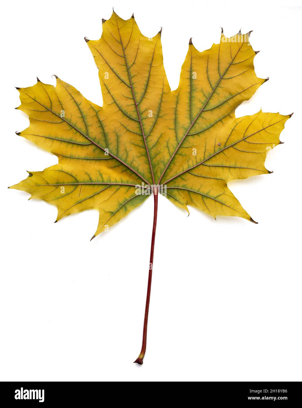 Isoliertes Makrofoto mit Ahornblatt Stockfoto