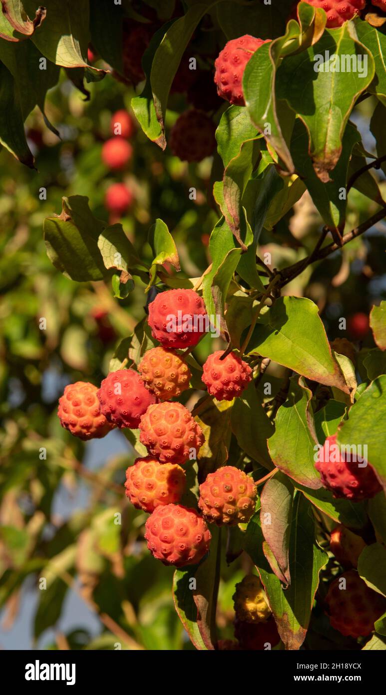 Hampshire, England, Großbritannien. 2021. Dogwood-Baum und reife Früchte bereit für die Ernte in einem englischen Landgarten im Spätsommer. Stockfoto