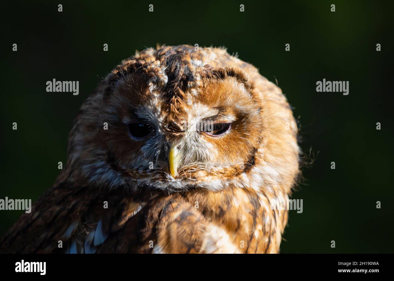 Waldkauz oder Brauneule (Strix aluco) im British Wildlife Centre, Surrey, Großbritannien: Nahaufnahme des Gesichts in teilweisem Seitenschatten Stockfoto