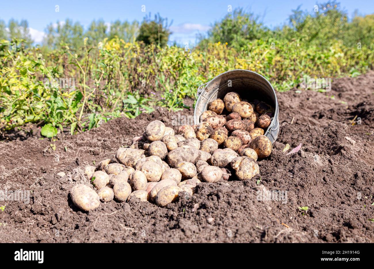 Frische Bio-Kartoffeln im Metalleimer im Gemüsegarten an sonnigen Tagen. Kartoffelernte auf dem Feld Stockfoto